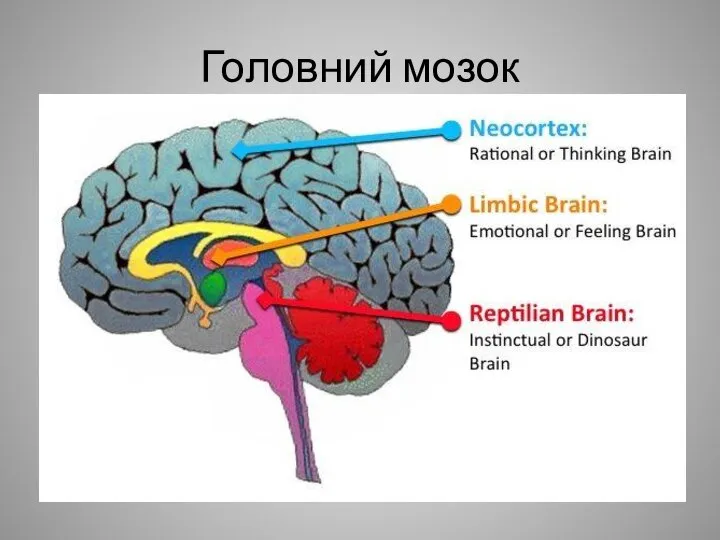 Головний мозок