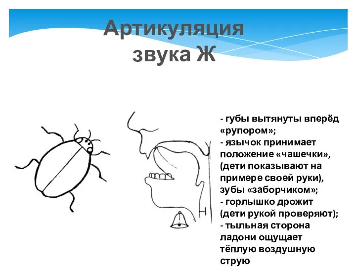 Артикуляция звука Ж - губы вытянуты вперёд «рупором»; - язычок принимает положение