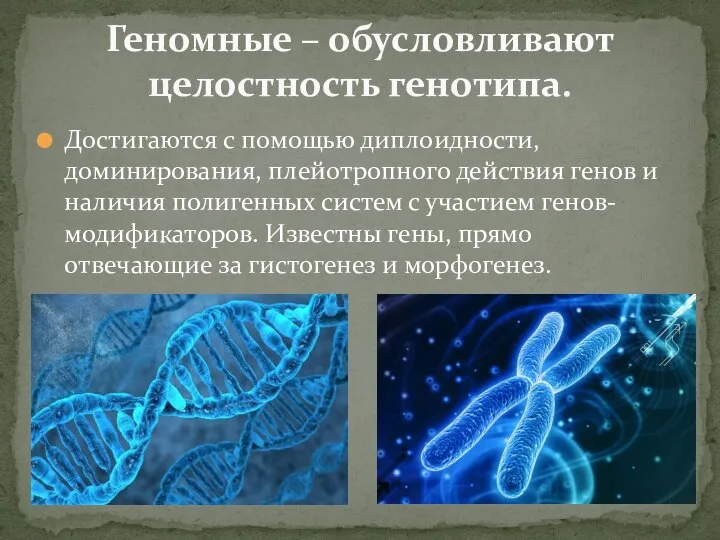 Достигаются с помощью диплоидности, доминирования, плейотропного действия генов и наличия полигенных систем