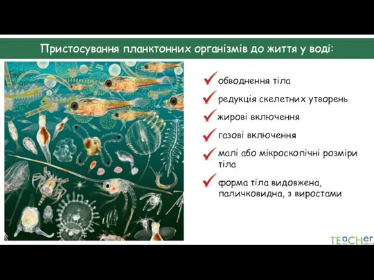 Пристосування планктонних організмів до життя у воді: обводнення тіла редукція скелетних утворень