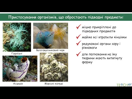 Пристосування організмів, що обростають підводні предмети: Гідроїдні Асцидія Багатощетинковий черв Морські жолуді