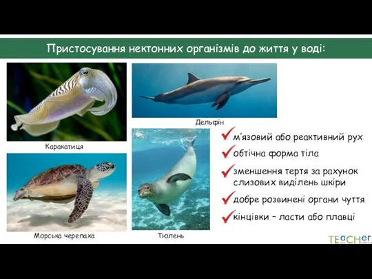 Пристосування нектонних організмів до життя у воді: Каракатиця Морська черепаха Тюлень Дельфін