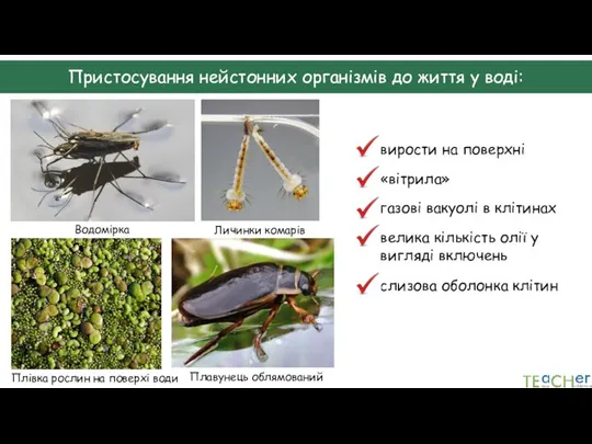 Пристосування нейстонних організмів до життя у воді: Водомірка Плівка рослин на поверхі