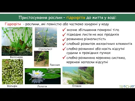 Гідрофіти - рослини, які повністю або частково занурені у воду Валіснерія Рдесник