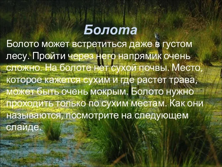 Болота Болото может встретиться даже в густом лесу. Пройти через него напрямик