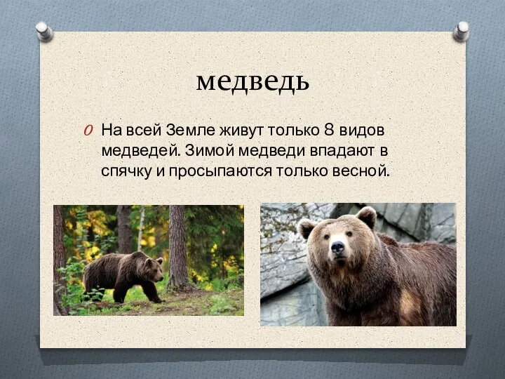медведь На всей Земле живут только 8 видов медведей. Зимой медведи впадают