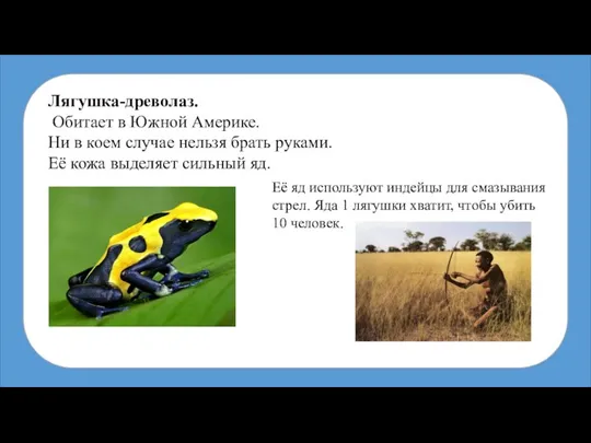 Лягушка-древолаз. Обитает в Южной Америке. Ни в коем случае нельзя брать руками.