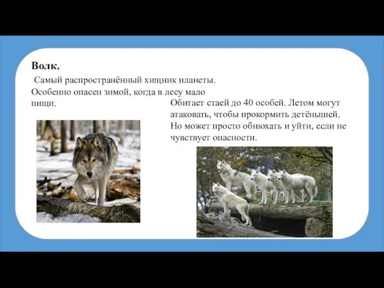 Волк. Самый распространённый хищник планеты. Особенно опасен зимой, когда в лесу мало