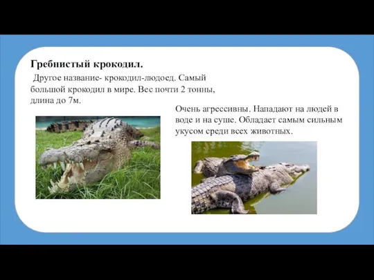 Гребнистый крокодил. Другое название- крокодил-людоед. Самый большой крокодил в мире. Вес почти