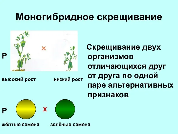 Моногибридное скрещивание Скрещивание двух организмов отличающихся друг от друга по одной паре