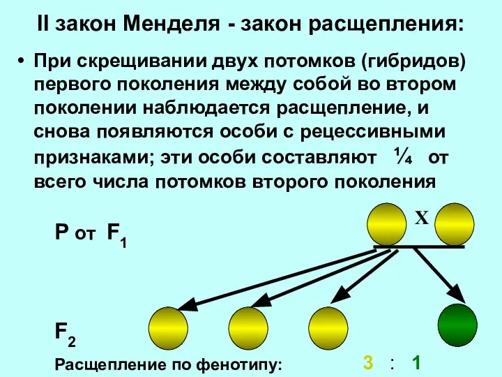 II закон Менделя - закон расщепления: При скрещивании двух потомков (гибридов) первого