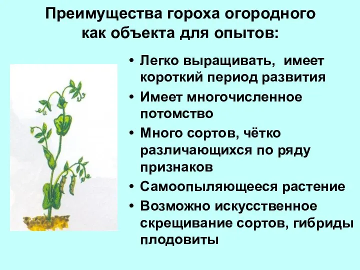 Преимущества гороха огородного как объекта для опытов: Легко выращивать, имеет короткий период