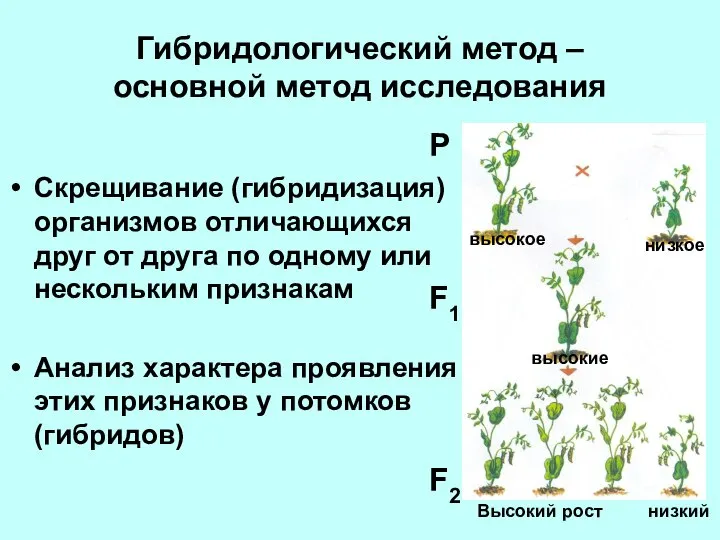 Гибридологический метод – основной метод исследования Скрещивание (гибридизация) организмов отличающихся друг от