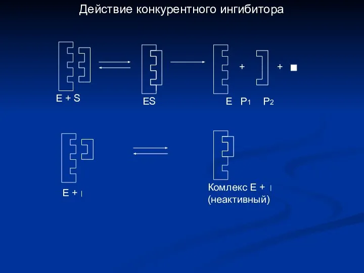 + + Е + Комлекс Е + (неактивный) Е + S ES