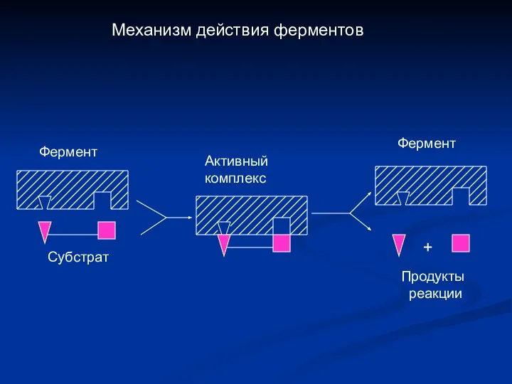 Механизм действия ферментов Субстрат + Фермент Активный комплекс Продукты реакции Фермент