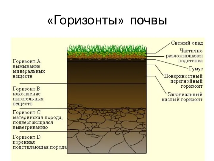 «Горизонты» почвы