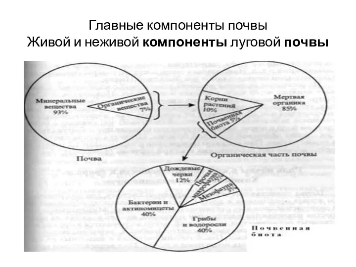 Главные компоненты почвы Живой и неживой компоненты луговой почвы