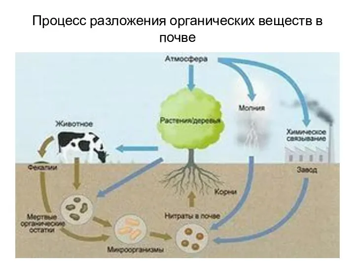 Процесс разложения органических веществ в почве