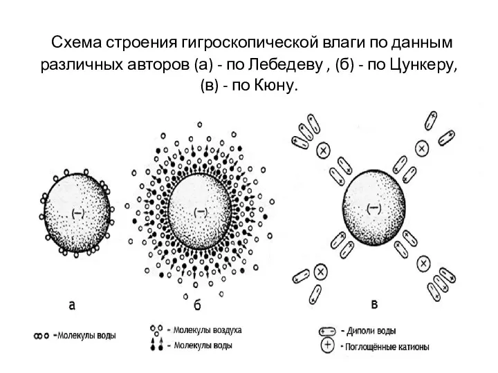 Схема строения гигроскопической влаги по данным различных авторов (а) - по Лебедеву