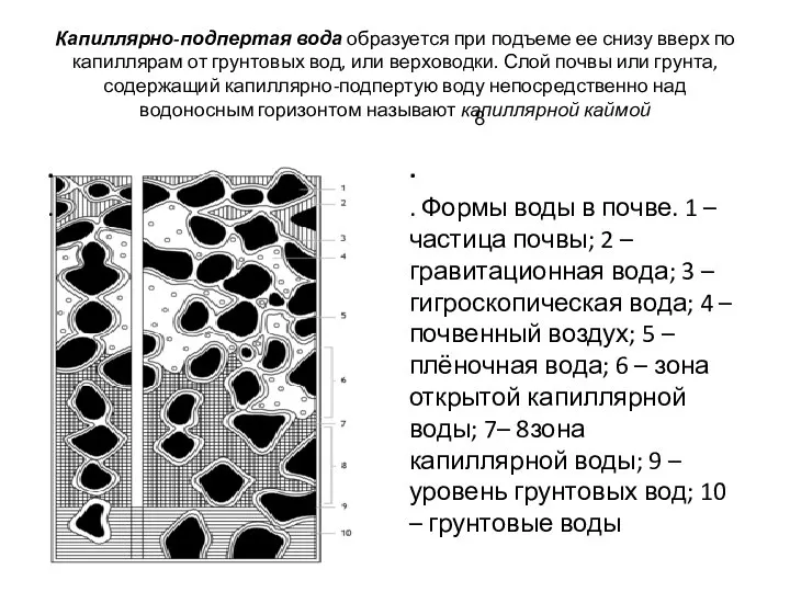 Капиллярно-подпертая вода образуется при подъеме ее снизу вверх по капиллярам от грунтовых