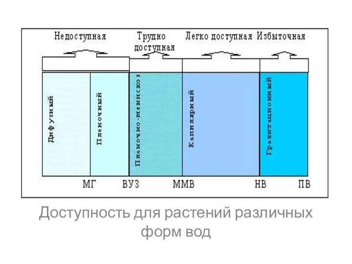 . Доступность для растений различных форм вод