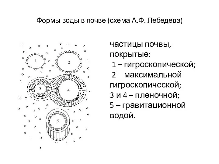 Формы воды в почве (схема А.Ф. Лебедева) частицы почвы, покрытые: 1 –