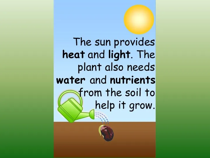 The sun provides heat and light. The plant also needs water and
