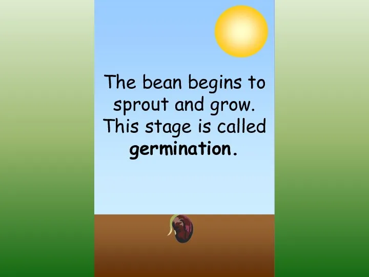 The bean begins to sprout and grow. This stage is called germination.