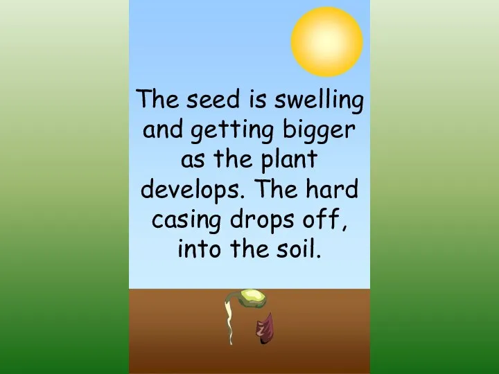 The seed is swelling and getting bigger as the plant develops. The