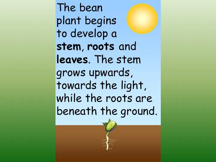 The bean plant begins to develop a stem, roots and leaves. The