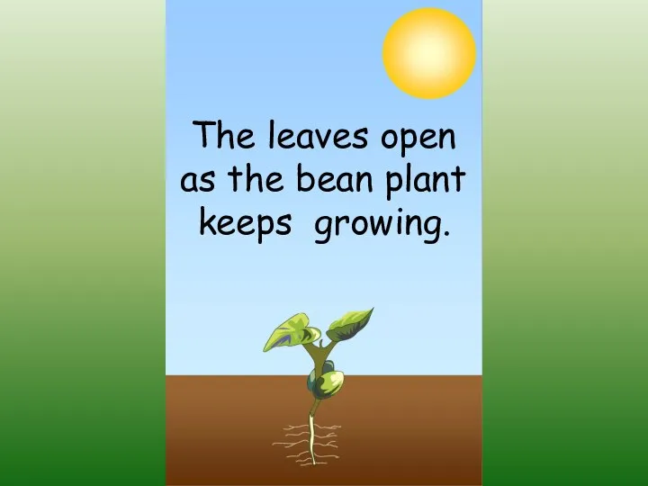 The leaves open as the bean plant keeps growing.
