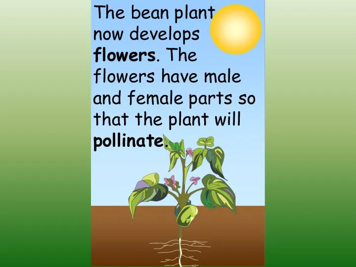 The bean plant now develops flowers. The flowers have male and female