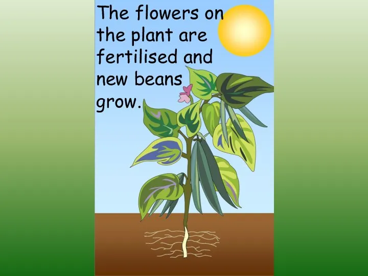 The flowers on the plant are fertilised and new beans grow.