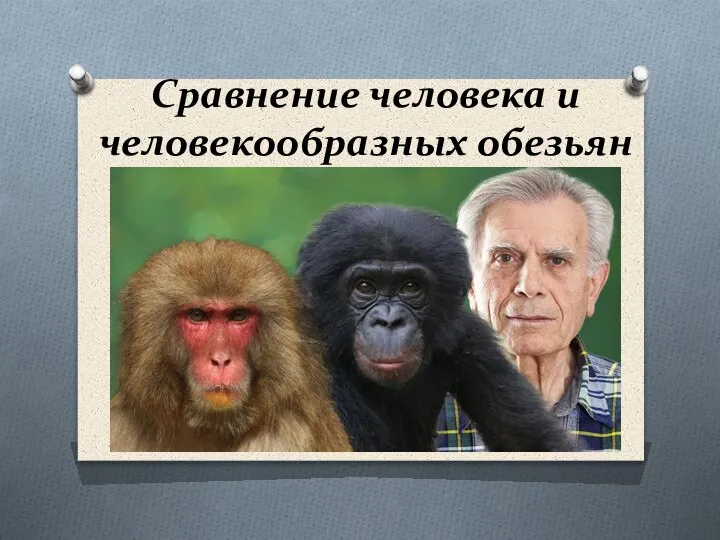 Сравнение человека и человекообразных обезьян