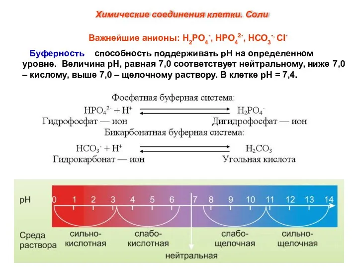 Важнейшие анионы: Н2РО4-, НРО42-, НСО3-, Сl- Буферность – способность поддерживать рН на