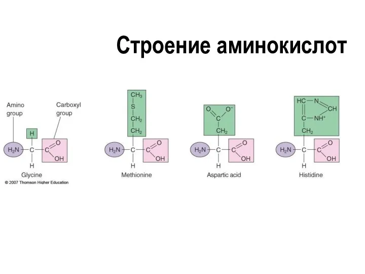 Строение аминокислот