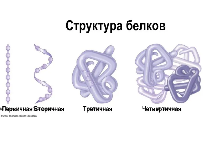Структура белков Первичная Вторичная Третичная Четвертичная