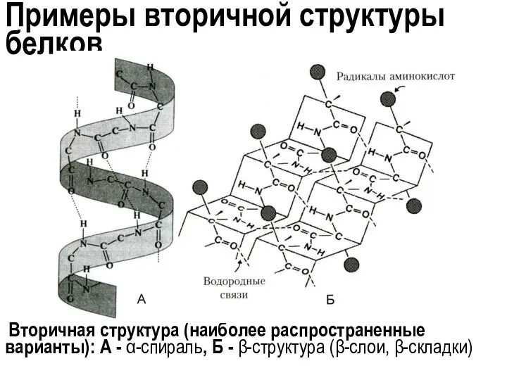 Примеры вторичной структуры белков Вторичная структура (наиболее распространенные варианты): А - α-спираль,