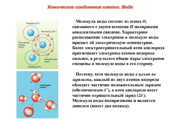 Молекула воды состоит из атома О, связанного с двумя атомами Н полярными