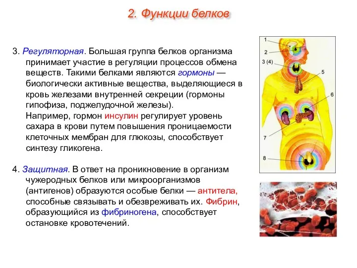 3. Регуляторная. Большая группа белков организма принимает участие в регуляции процессов обмена