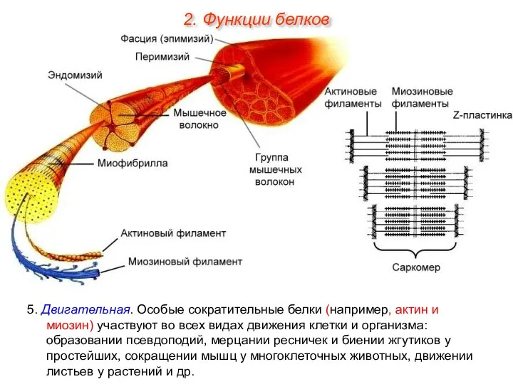 5. Двигательная. Особые сократительные белки (например, актин и миозин) участвуют во всех