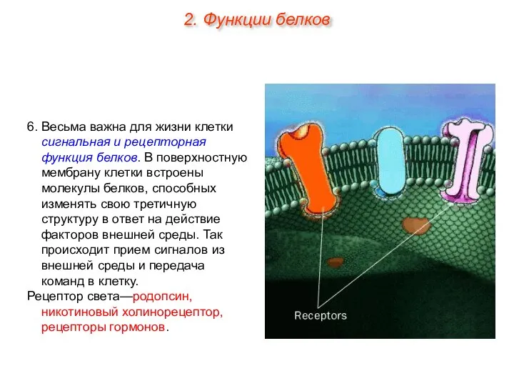 6. Весьма важна для жизни клетки сигнальная и рецепторная функция белков. В