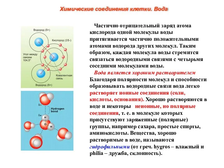 Частично отрицательный заряд атома кислорода одной молекулы воды притягивается частично положительными атомами