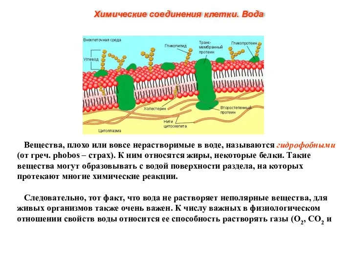 Вещества, плохо или вовсе нерастворимые в воде, называются гидрофобными (от греч. phobos