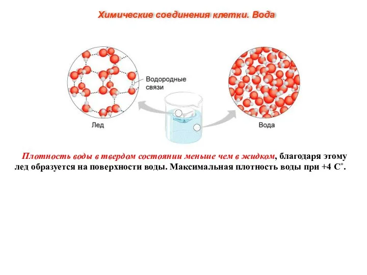 Плотность воды в твердом состоянии меньше чем в жидком, благодаря этому лед