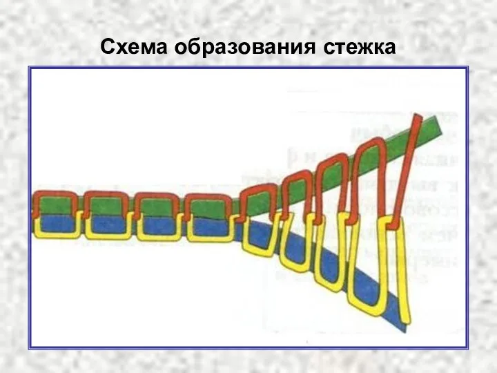 Схема образования стежка