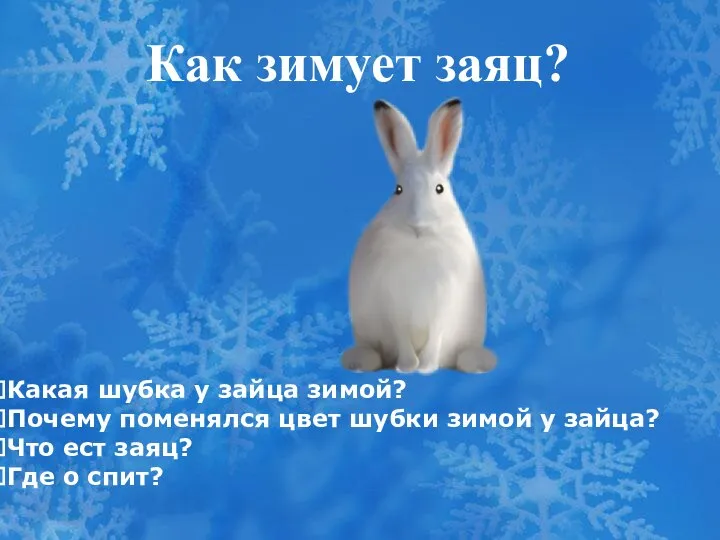Как зимует заяц? Какая шубка у зайца зимой? Почему поменялся цвет шубки