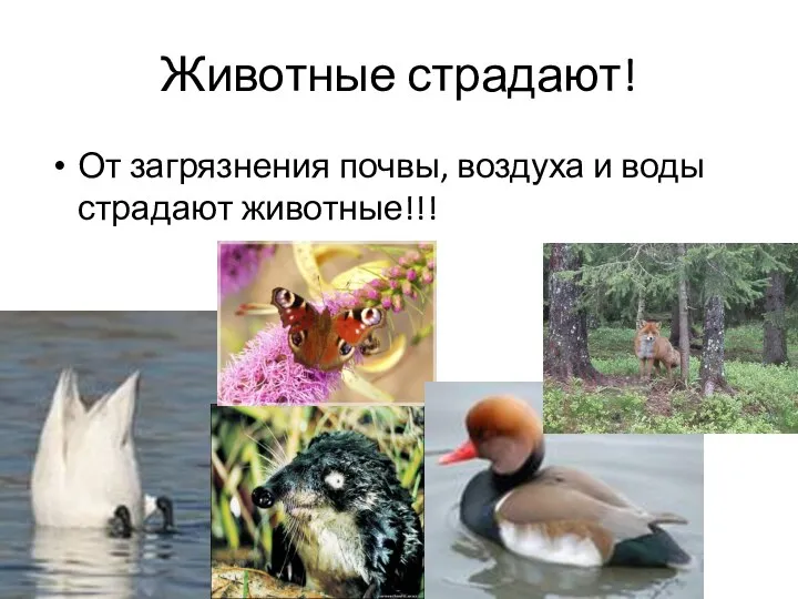 Животные страдают! От загрязнения почвы, воздуха и воды страдают животные!!!