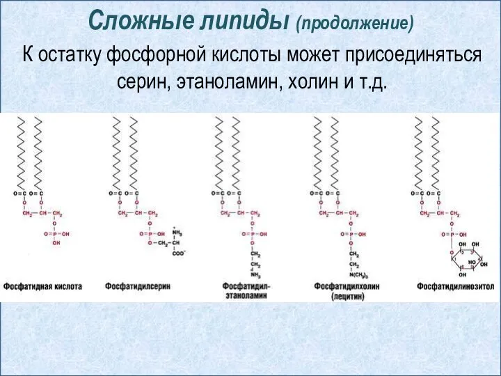 Сложные липиды (продолжение) К остатку фосфорной кислоты может присоединяться серин, этаноламин, холин и т.д.