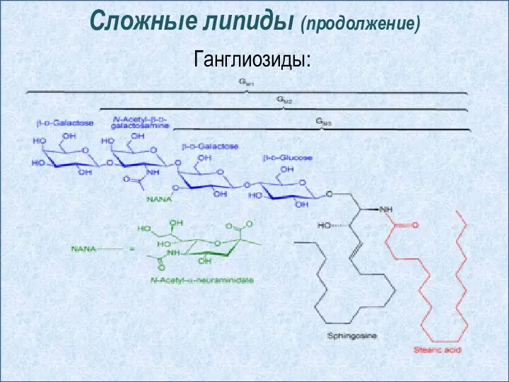 Сложные липиды (продолжение) Ганглиозиды: